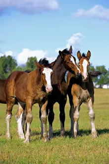 Shire: Horse - Three Shire Horse Foals, few months old