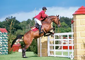 Hurdles: HORSE - Showjumper