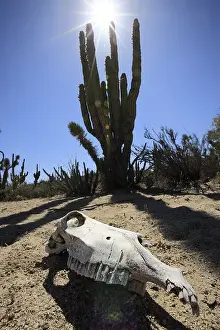 Intergalactic: Horse Skull in the Vizcaino Desert in Mexico