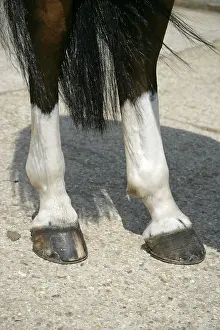 Hooves: Horse. Sock