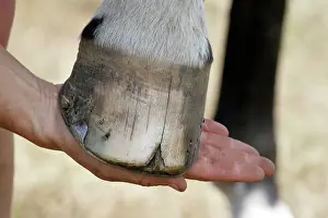Hooves: Horse. Split hoof