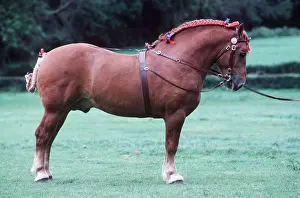 Heavy: HORSE - Suffolk Punch in harness bridle