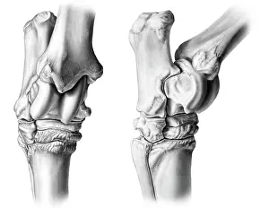 Illustrated: Horse tarsal bones