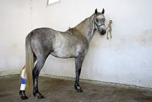 Bandages: Horse - tethered with bandage on back leg