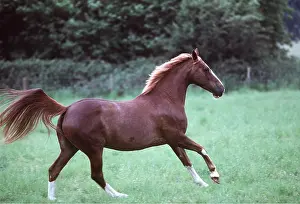 Bred: HORSE - Thorough Bred x Arab