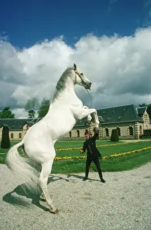Stud: Horse - thoroughbred (grey) - Saint-Lo Stud farm France
