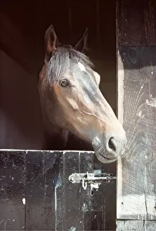 Stable: Horse - Thoroughbred / Highland Cross Mare - Head