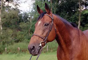 Bridles: HORSE - Thoroughbred Horse, close-up of head