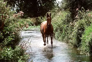 Trotting: HORSE - Thoroughbred running along stream