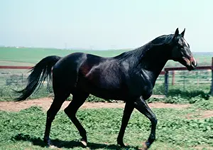 Thoroughbreds: Horse - thoroughbred stallion, walking