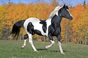 Trotting: Horse Tobiano Paint stallion trotting in meadow