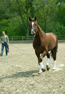 Trainer: Horse trainer with horse in paddock