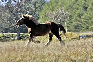 Cantering: Horse - Trait Breton
