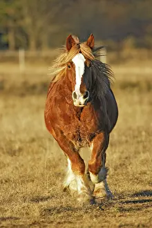 Trait: Horse - Trait Breton - galloping towards camera