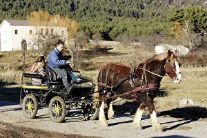 Cart: Horse - Trait Breton - pulling cart and people