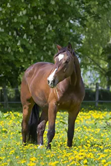 Warmblood: Horse, -Trakehner - Schleswig-Holstein, Germany