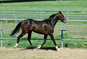 Pens: HORSE - trotting