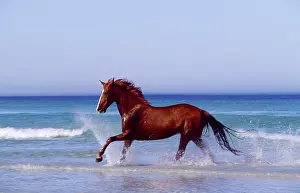 Chris Harvey: Horse trotting through surf