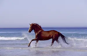 Arty: Horse - trotting through waves in sea