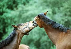 Collar: HORSE - two, Nuzzling each other