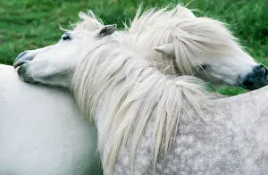Dappled: HORSE - two, Shetland Ponies mutual grooming