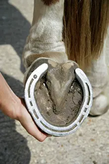 Hooves: Horse. Underside of hoof