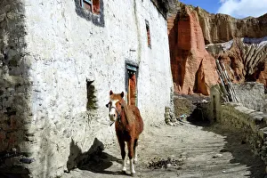 Halter: Horse in the village of Dhakmar - Upper Mustang Nepal