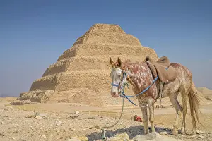 Riding: Horse waiting for tourists, Step Pyramid of King