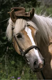 Bridles: HORSE - wearing a hat and bridle