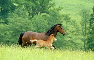 Cobs: Horse - Welsh Cob mare & foal - running