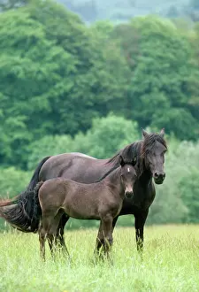 Cobs: Horse - Welsh Cob Pony - mare & foal