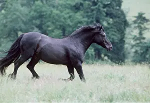 Welsh: HORSE - Welsh Cob Stallion