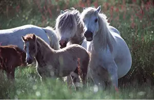 Foals: HORSE - WELSH MOUNTAIN PONIES - group including