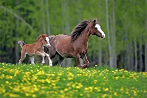 Cantering: Horse - Welsh Mountain Ponies, Mare and foal running