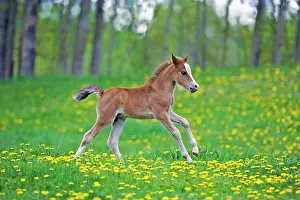 Colts: Horse - Welsh Mountain Pony Colt galloping over