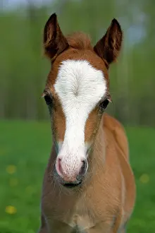 Colts: Horse - Welsh Mountain Pony Colt portrait close-up