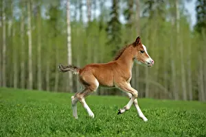 Foals: Horse - Welsh Mountain Pony Colt running on meadow