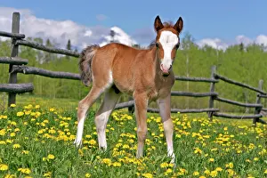 Colts: Horse - Welsh Mountain Pony Colt, few weeks old