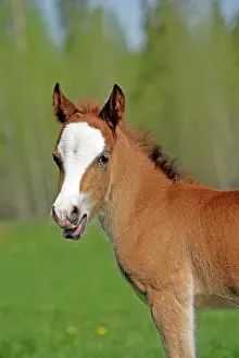 Colts: Horse - Welsh Mountain Pony Colt, few weeks old