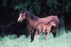 Welsh: HORSE - Welsh Mountain Pony and foal (Type A)