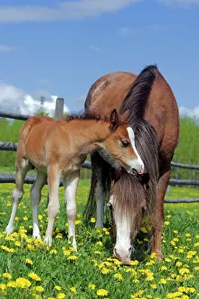 Colts: Horse - Welsh Mountain Pony Mare with colt at summer