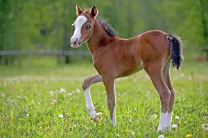 Colts: Horse Welsh Mountain few week old pony standing