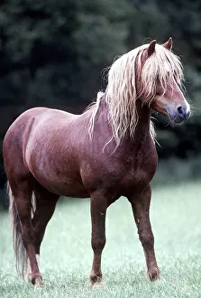 Welsh: HORSE - Welsh Moutain stallion