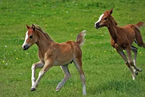 Filly: Horse - Welsh Pony Colt and Arabian Filly running