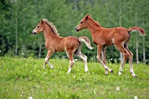 Cantering: Horse - Welsh Pony Colt and Arabian Filly running