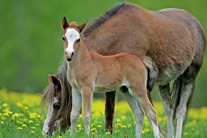 Colts: Horse - Welsh Pony Mare and Colt together in meadow