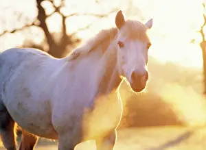 Anthony Harrison: Horse - whitish grey mare, backlit with misty breath