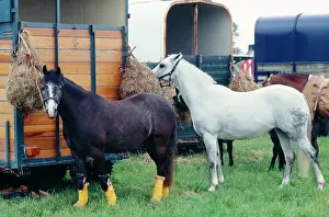 Tethered: HORSE - X2. Ponies tethered to box / trailers