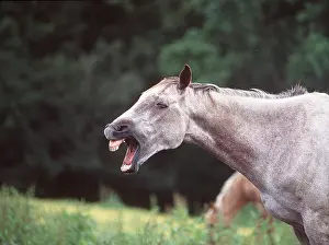 Laughing: HORSE - yawning / braying