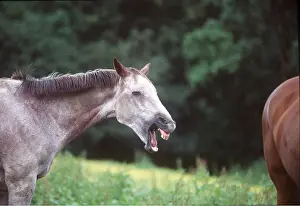 Laughing: HORSE - yawning / braying